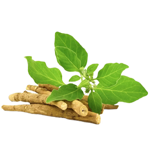 What is Ashwagandha?
